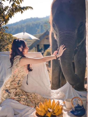 Pok Maewang Jinxiang Gold Elephant Park | Mae Wang
