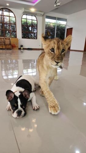 Ban Pong Bed & Breakfast | lion resort & cafe