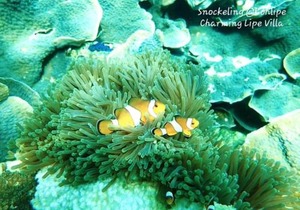 Charming Lipe Beach Resort