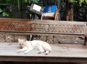 Baan Rare Guesthouse | Udon Thani