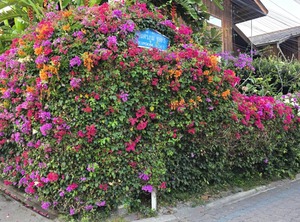 Siriwan | Old City