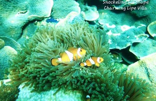 Satun Resort | Charming Lipe Beach Resort