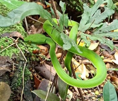 Pak Chong Bed & Breakfast | Pakchong hostel & wildlife tour