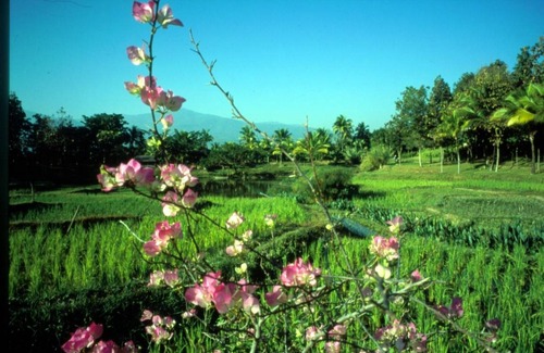 Mae Rim Resort | Private room ∙ 2 guests