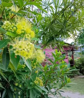 Lan Saka Resort | 4 seasons mini house