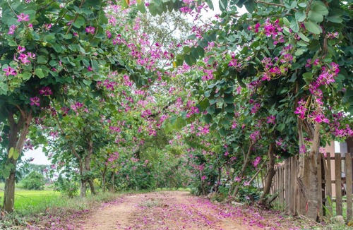 Doem Bang Nang Buat House | Happy Hamlets Resort