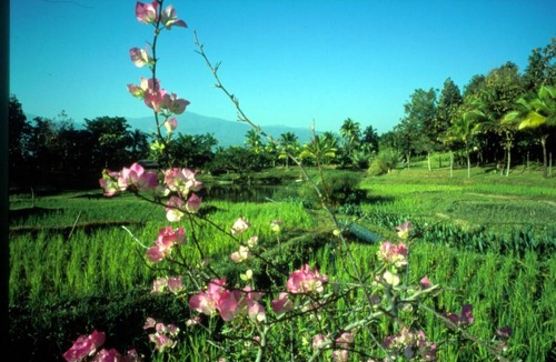 Mae Rim Resort | Private room ∙ 2 guests