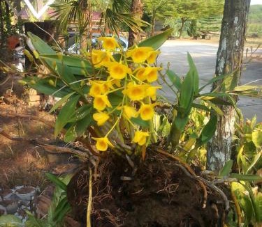Phu Ruea Resort | Rayong Phurua Resort