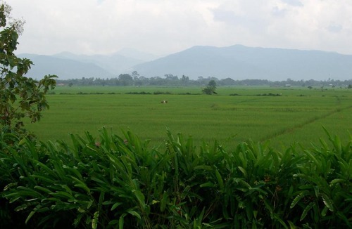 Chiang Kham Resort | Rico Resort