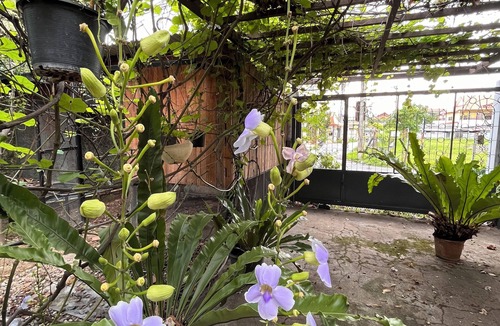 Chang Phueak House | Stay in Style: Cozy AC Room, Tropical Garden & Prime Location.