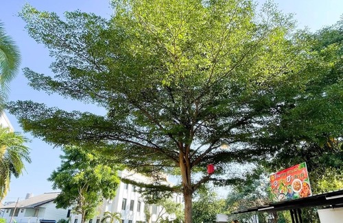 Mae Hia Hotel | Tamnak Lanta at Chiang Mai