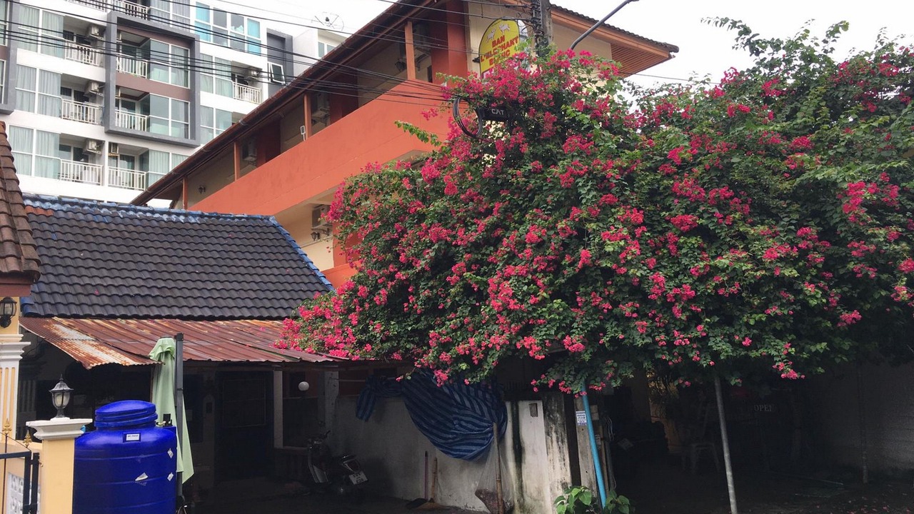 Photo of Buildings in Kata