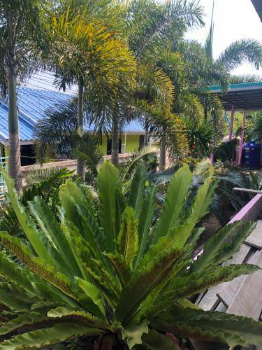 Photo of Others in Koh Lan