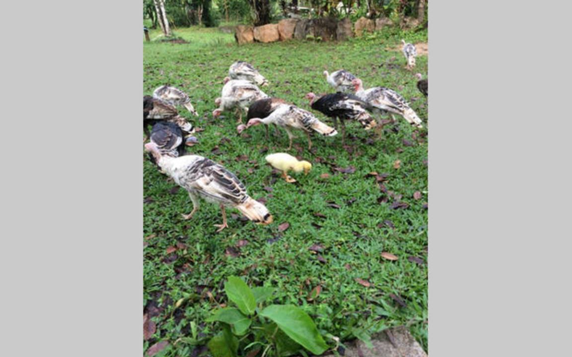 Photo of Others in Krabi