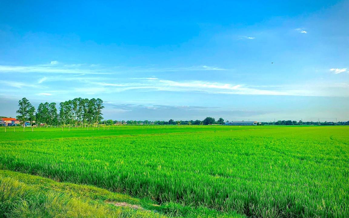 Photo of Others in Nong Chok