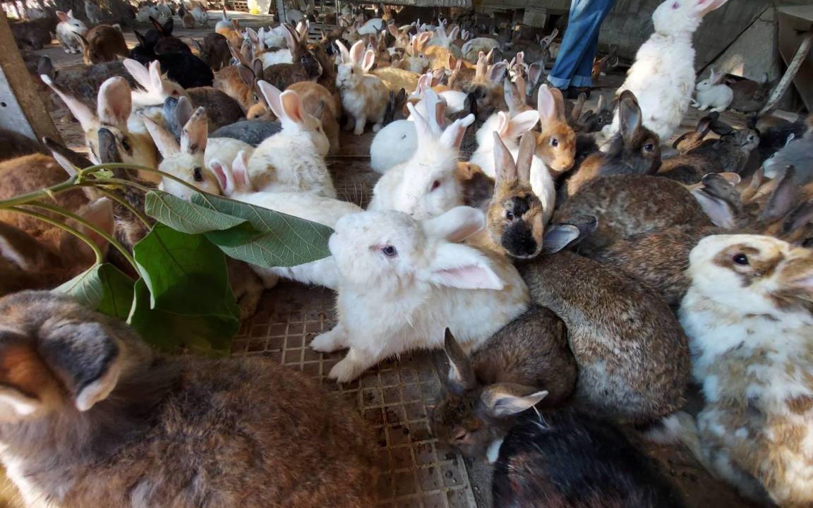 Photo of Others in Suan Phueng