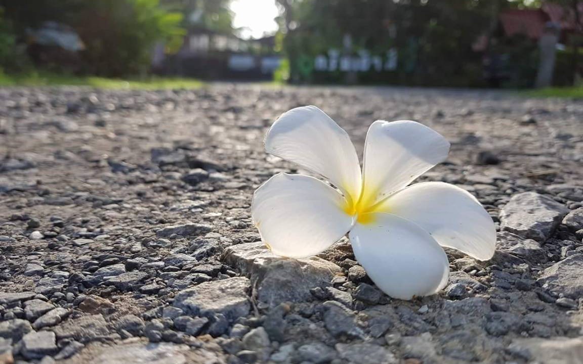 Photo of Others in Lam Plai Mat