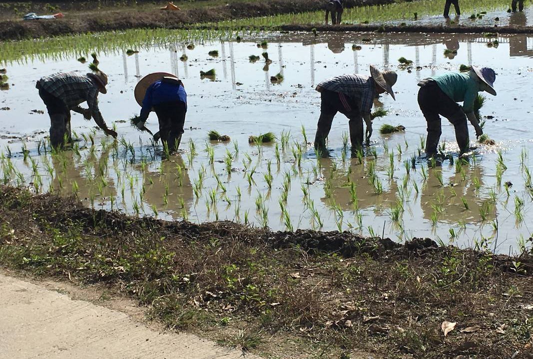 Photo of Others in Mae Rim