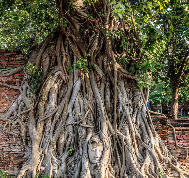 Photo of Others in Ayutthaya