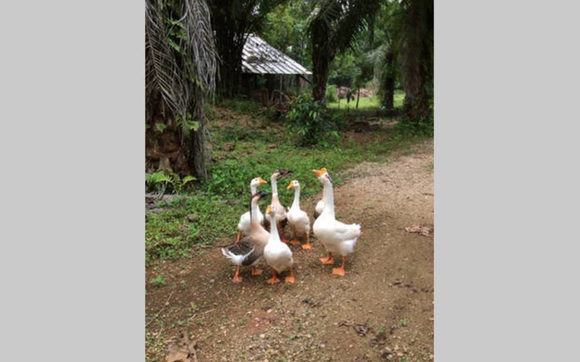 Photo of Others in Krabi