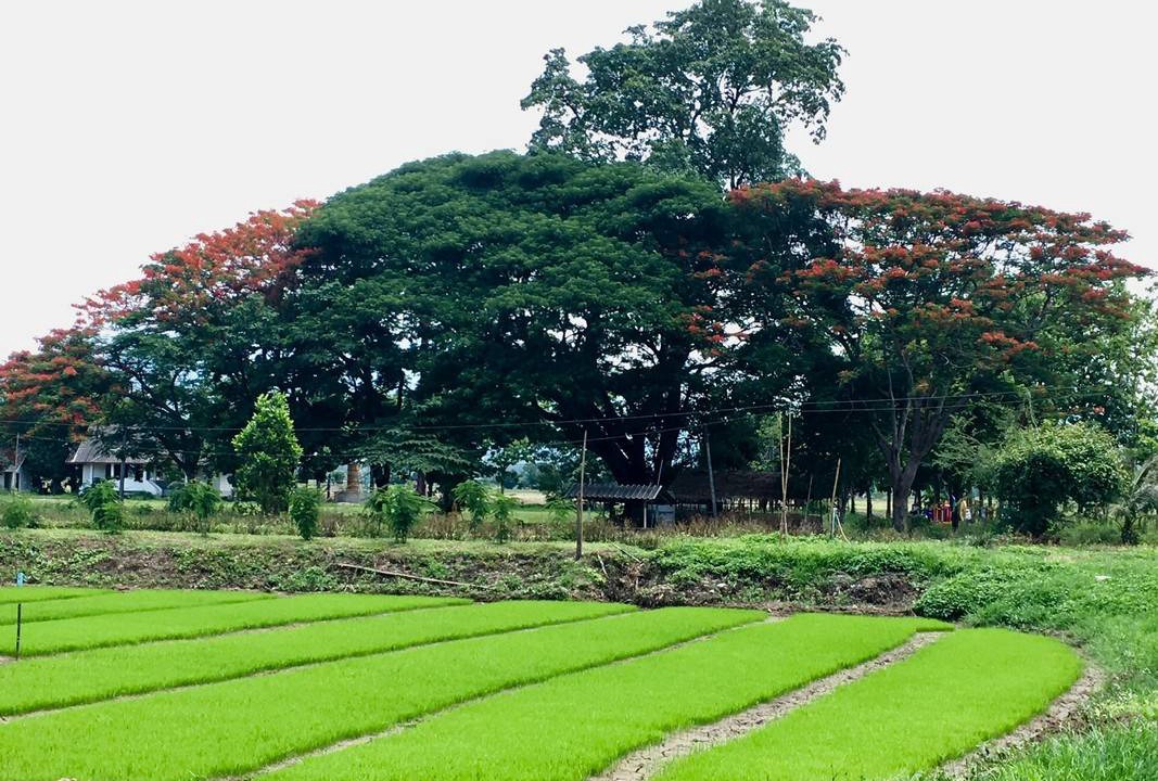 Photo of Others in Mae Rim
