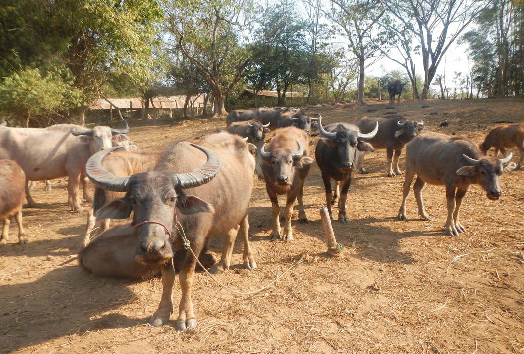 Photo of Others in Mae Chan