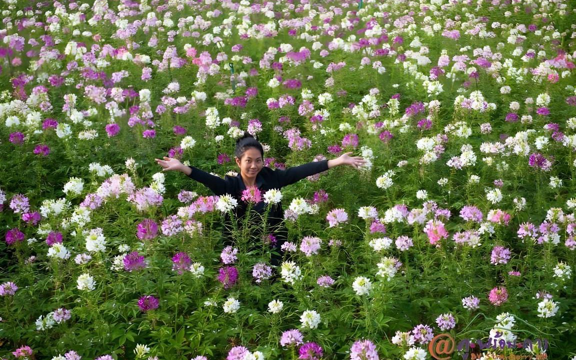 Photo of Others in Ban Rai