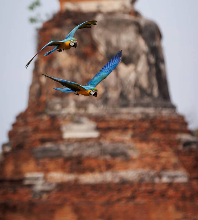 Photo of Others in Ayutthaya