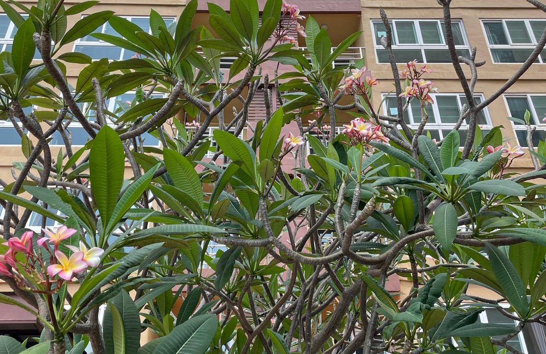 Photo of Others in Bang Sao Thong
