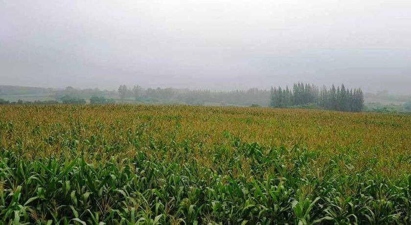 Photo of Others in Pong Ta Long