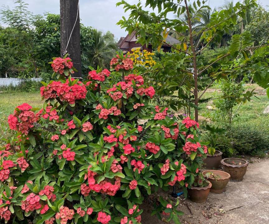 Photo of Outdoor in Bung Khong Long