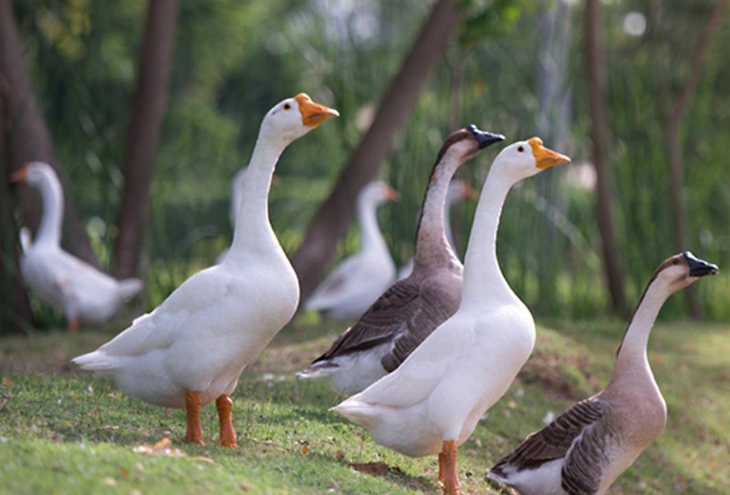 Photo of Others in Khon Kaen