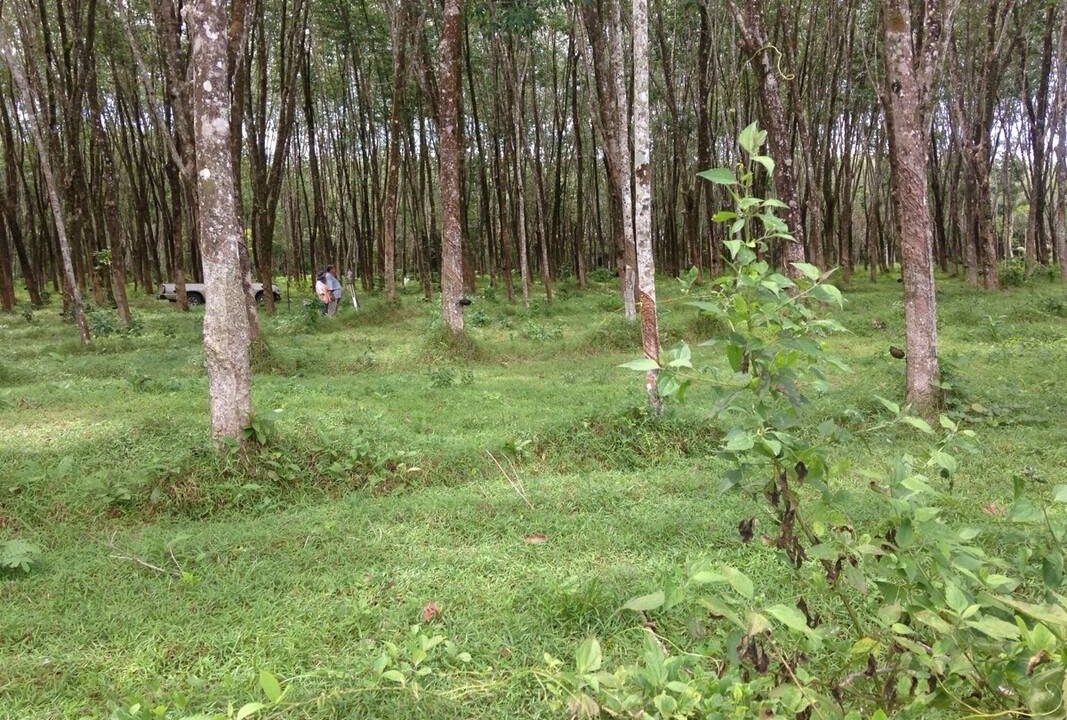 Photo of Others in Ban Na Faek