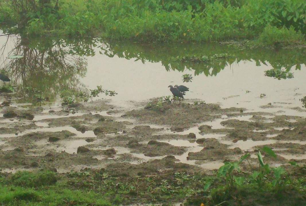 Photo of Others in Mae Chan
