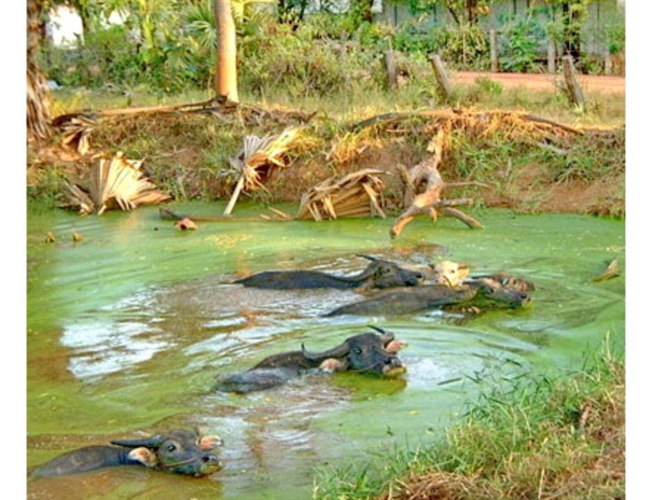 Photo of Others in Chonnabot