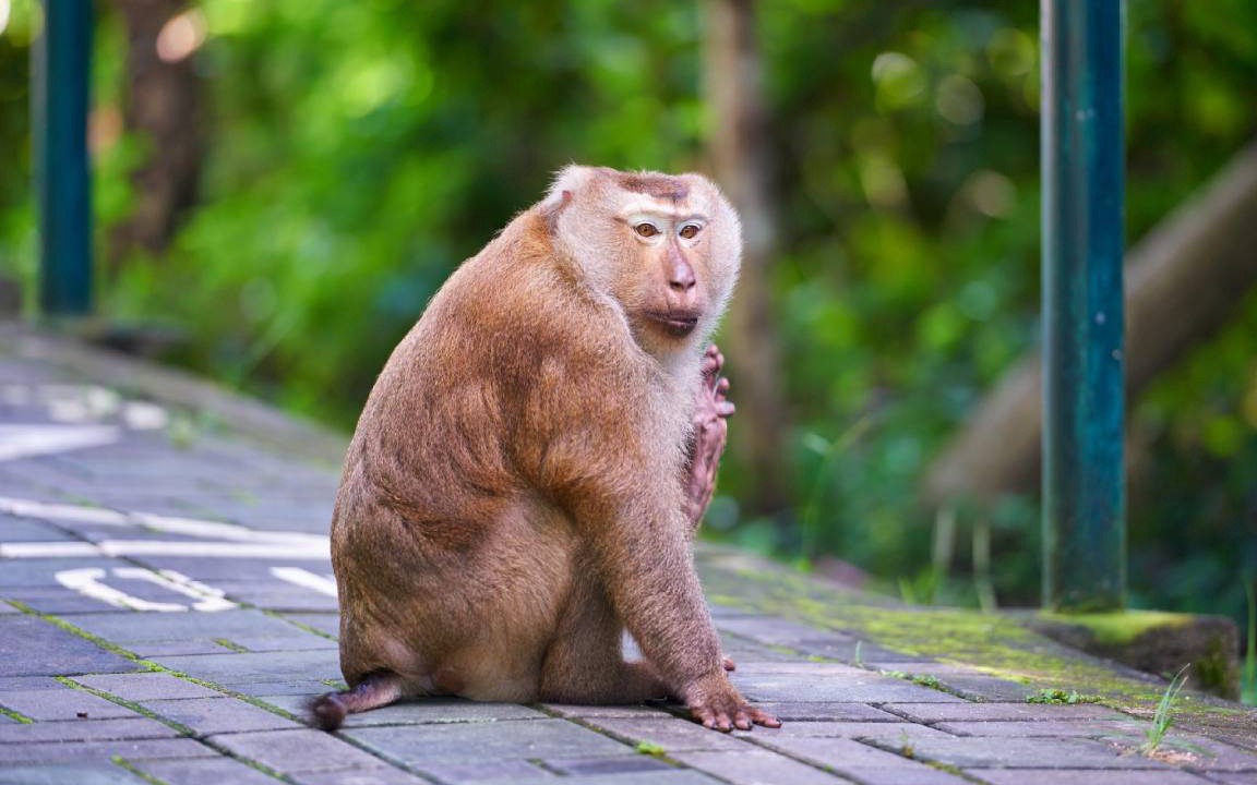Photo of Others in Phuket