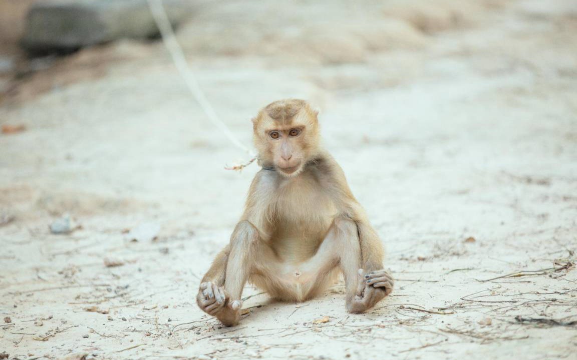 Photo of Others in Ko Lanta