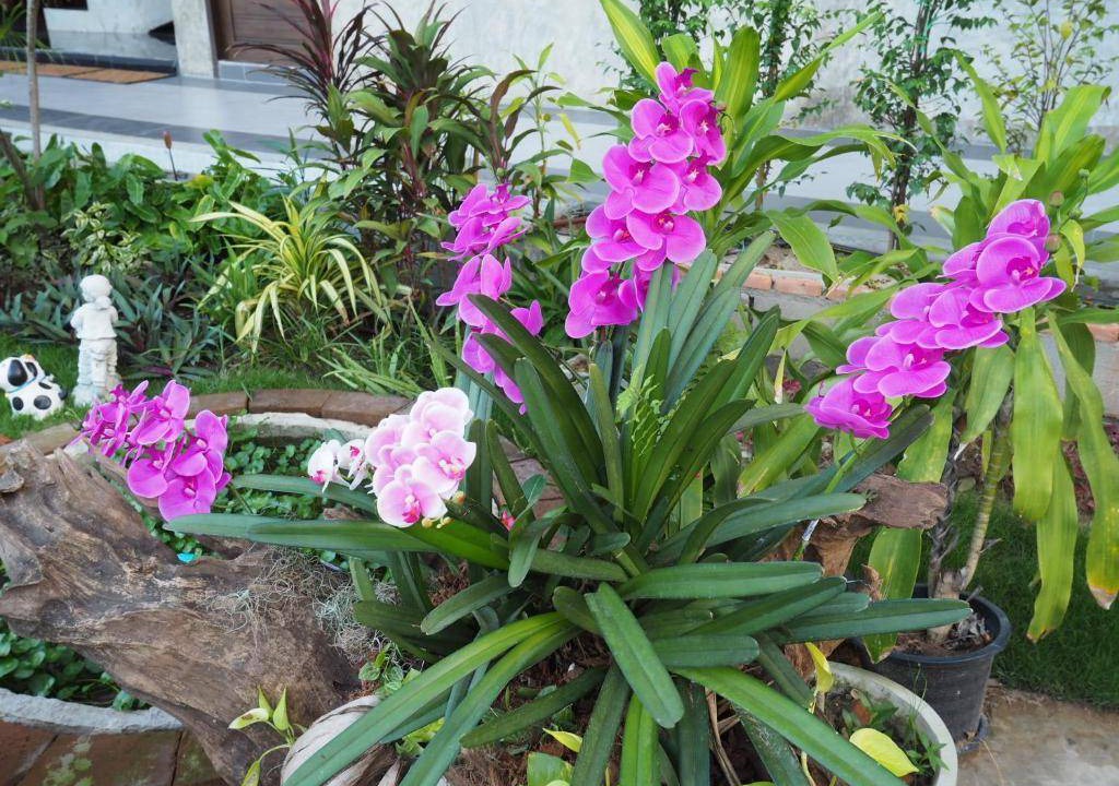 Photo of Outdoor in Lamphun