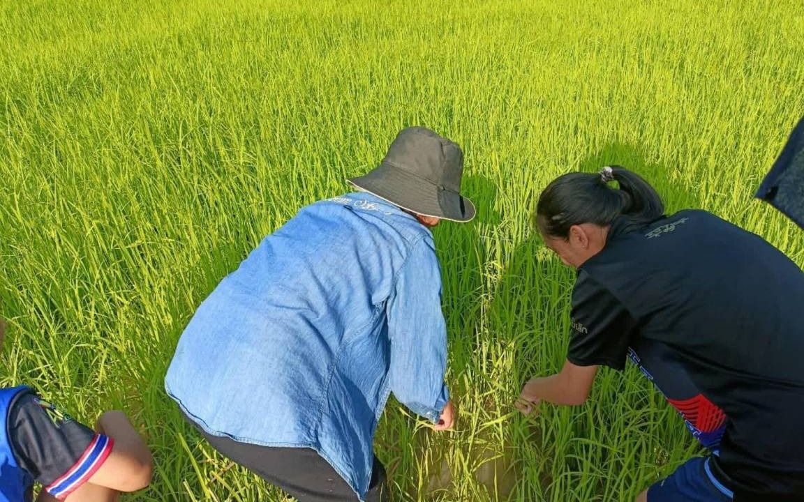 Photo of Others in Na Mueang