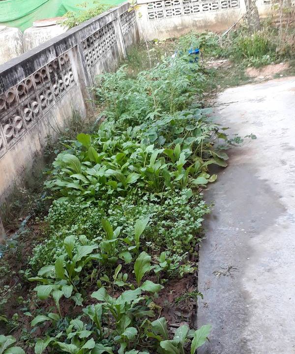Photo of Others in Nong Chaeng