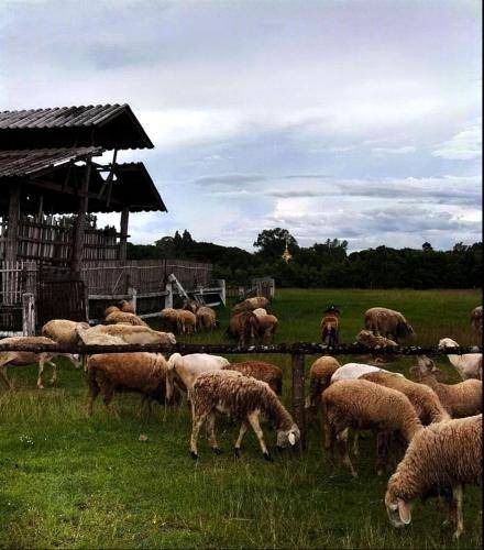 Photo of Others in Don Kaeo
