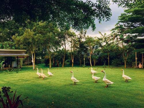 Photo of Outdoor in Pak Chong