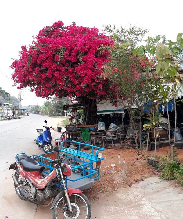 Photo of Others in Nong Chaeng