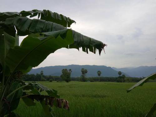 Photo of Others in Lan Saka