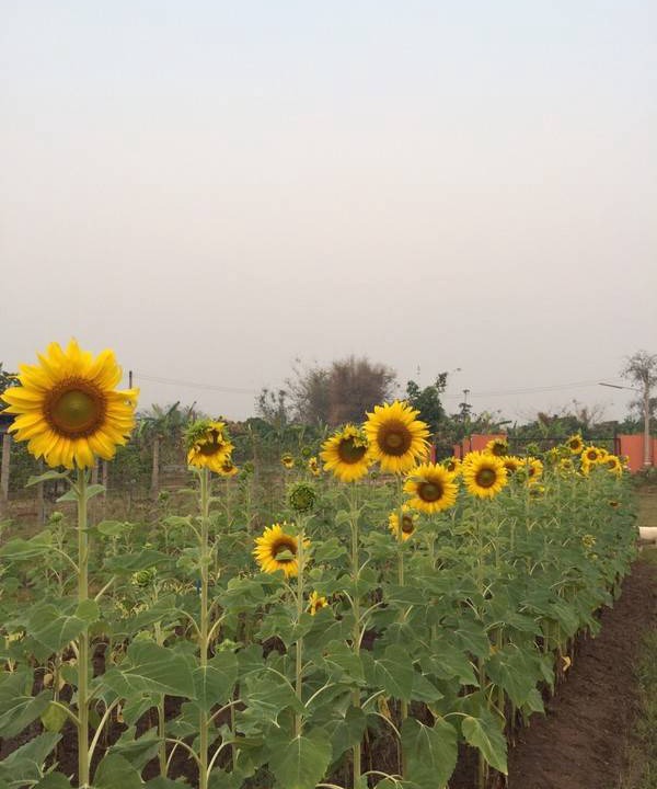 Photo of Others in Chiang Dao