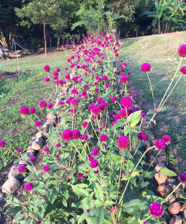 Photo of Others in Chiang Dao