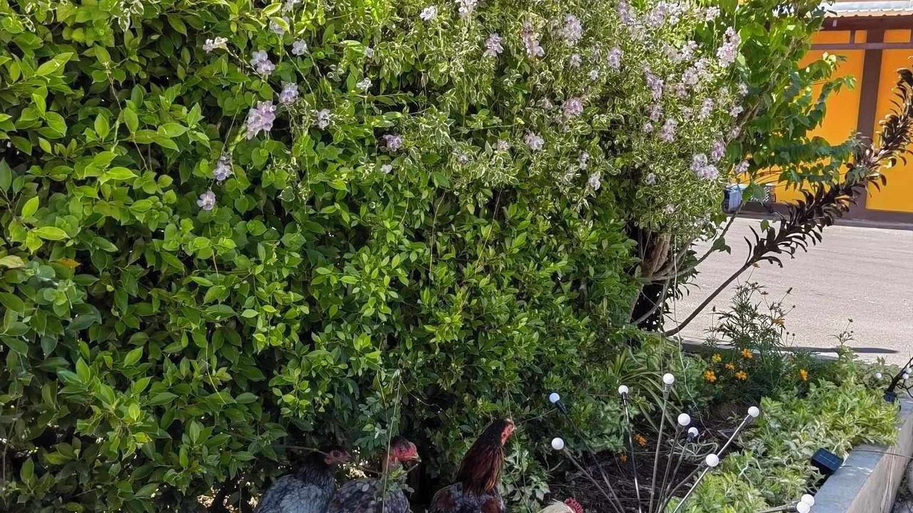 Photo of Outdoor in Bang Phae