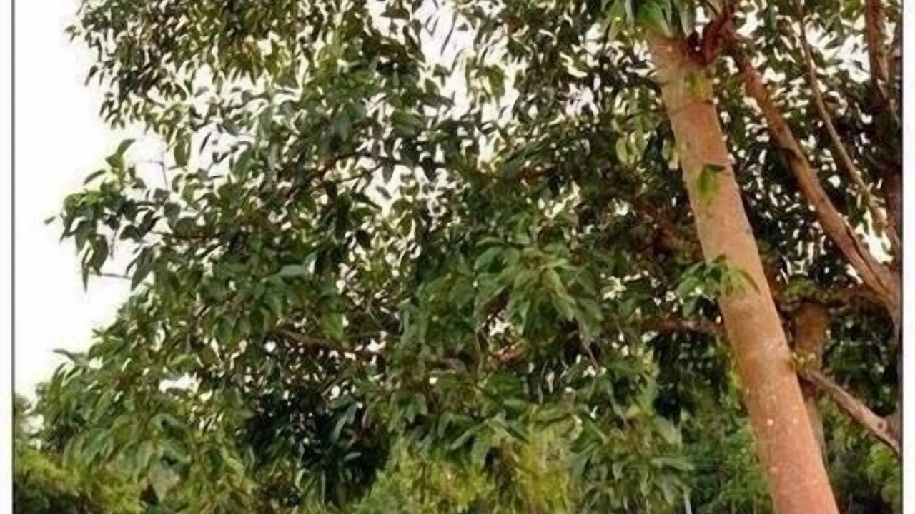 Photo of Outdoor in Kaeng Krachan