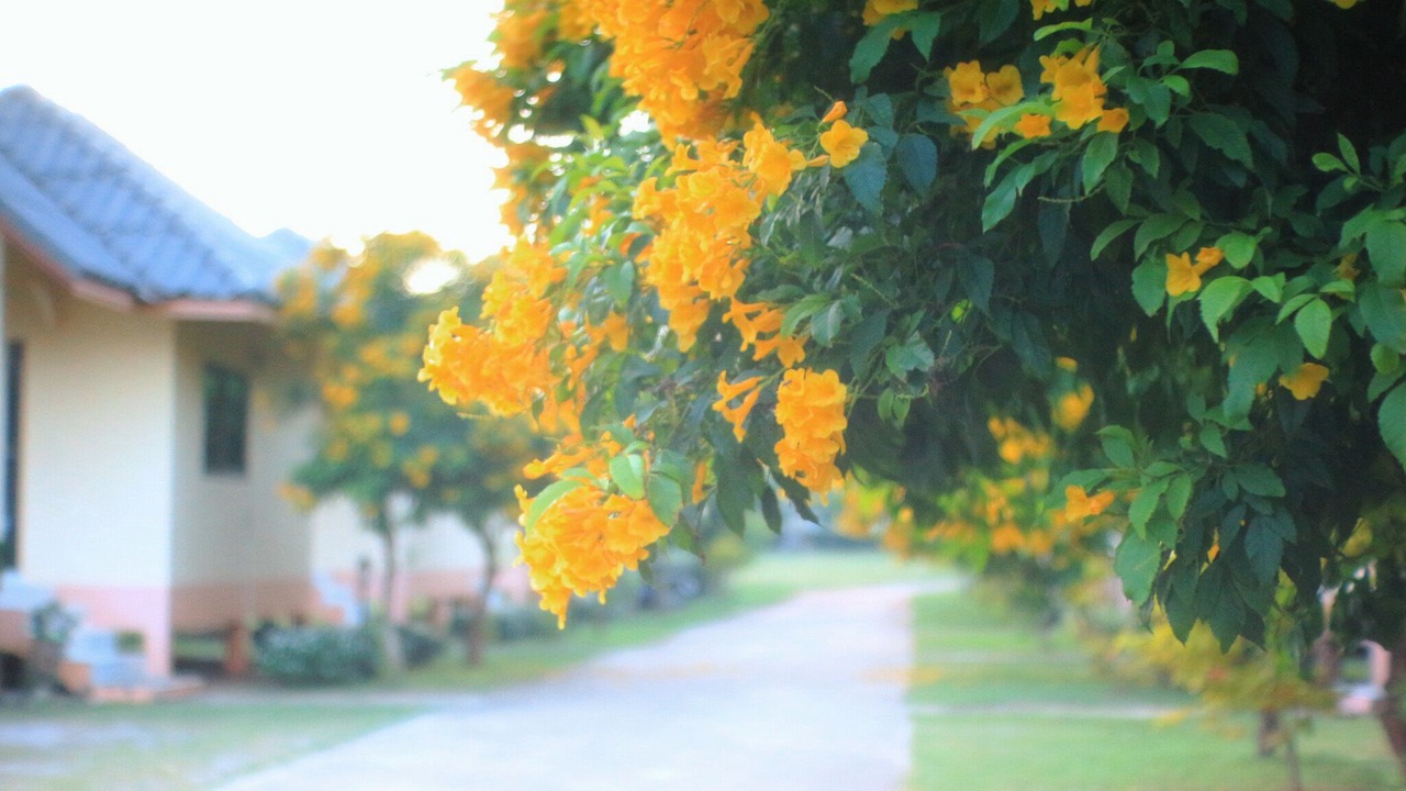 Photo of Outdoor in Saphli