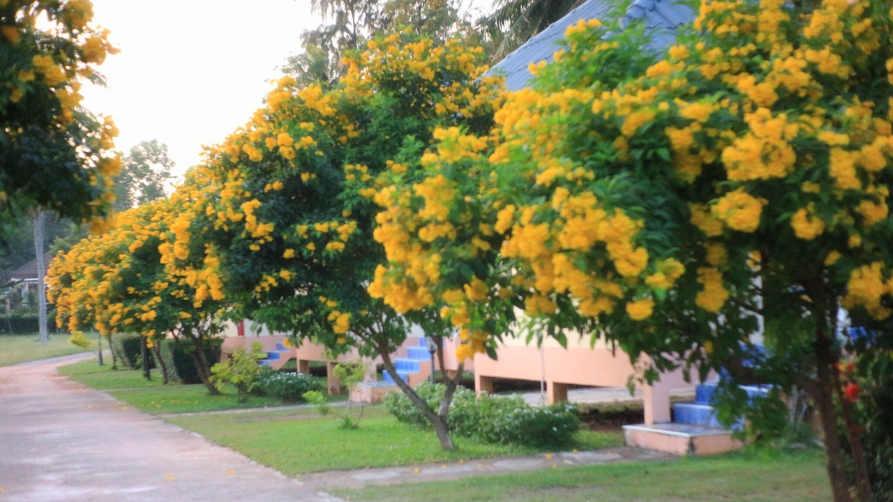 Photo of Outdoor in Saphli
